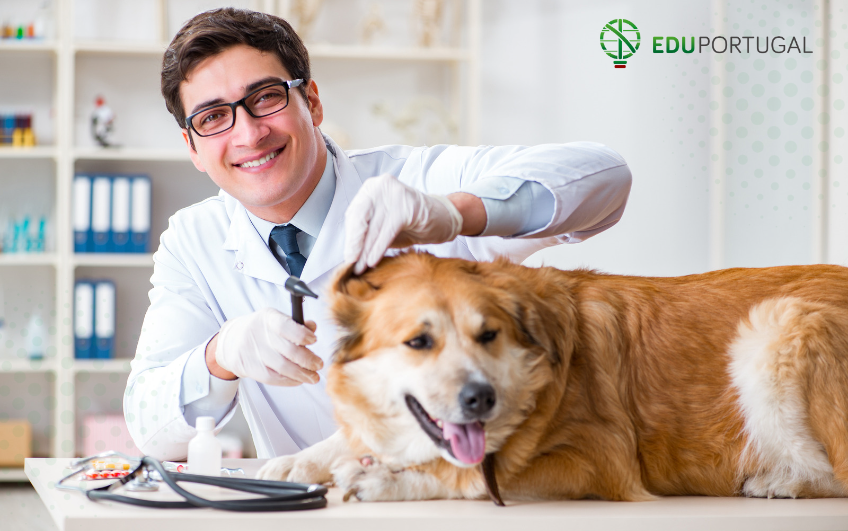 Reconhecimento de Diploma de Medicina Veterinária Reconhecimento de Diploma de Medicina Veterinária