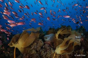 Okeanos Universidade dos açores